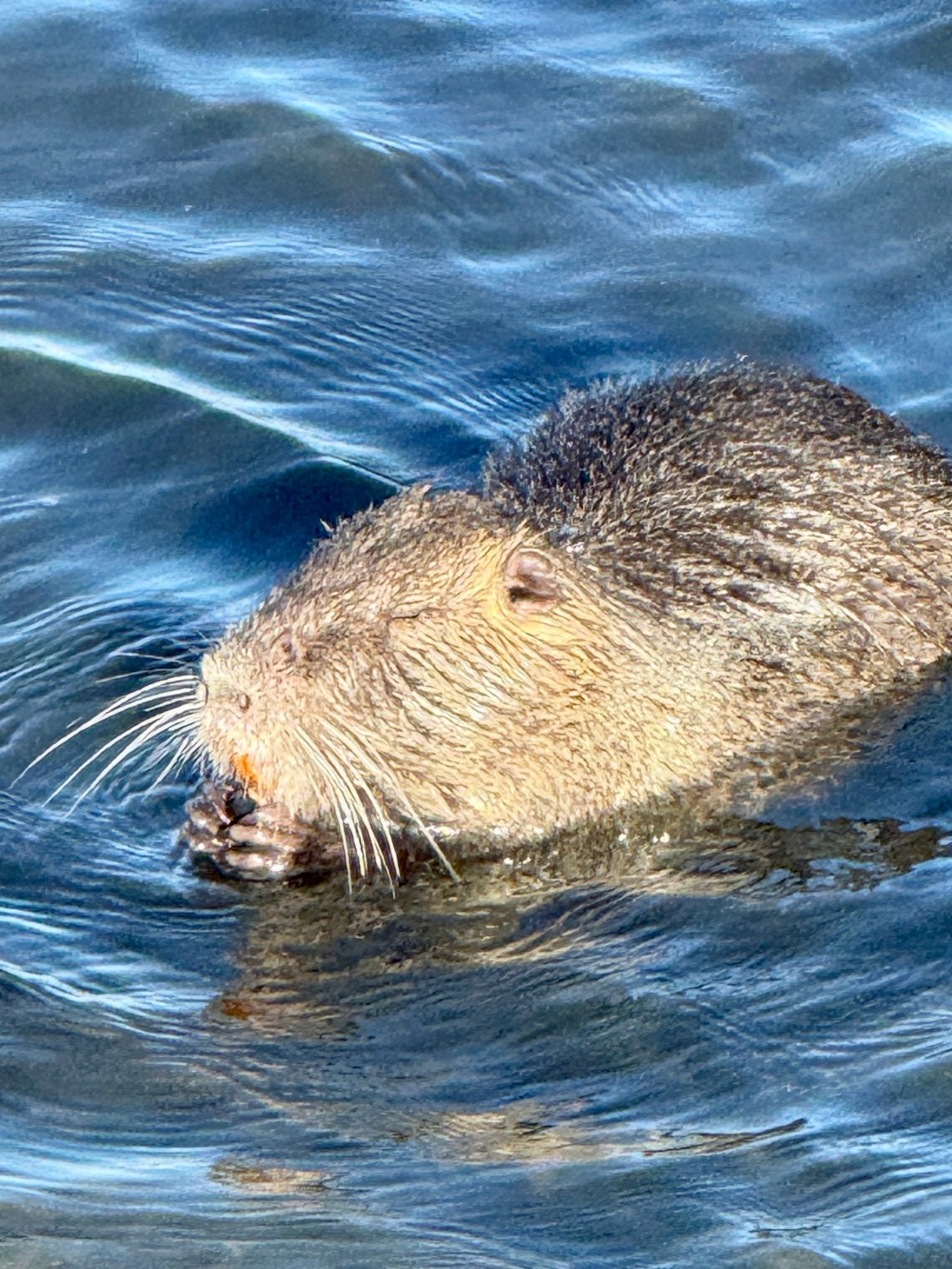 Sunday 5th April 2026 – a lazy Easter Sunday with a bonus bit of Beaver watching….
